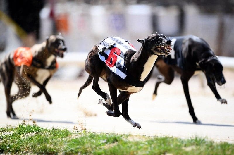 Greyhound Racing Tips